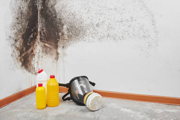 Professional Mold Removal in Oologah, OK