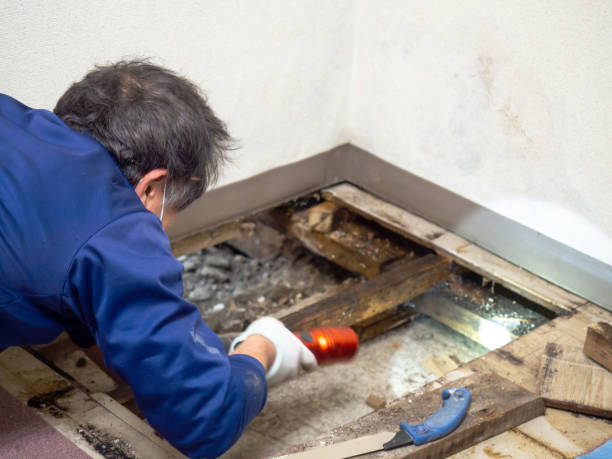 Best Certified Mold Removal  in Oologah, OK