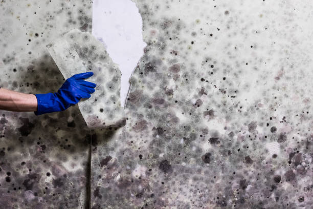 Best Mold Remediation  in Oologah, OK